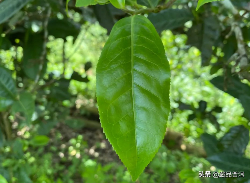 多老才算古树茶？古树茶好在哪？这条认知误区，戳穿古树茶的谎言